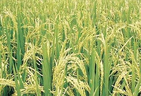 பிரதமரின் பயிர் காப்பீட்டு திட்டத்தில் சேர்ந்து விவசாயிகள் பயன்பெறலாம்