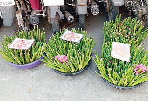 ஆகாயத்தாமரை செடியின் தண்டுகளுக்கு வர்ணம் பூசி விற்பனை