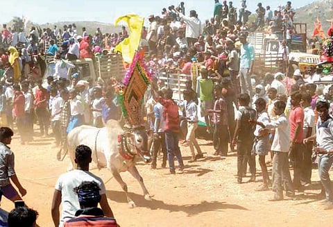 குந்துக்கோட்டை கிராமத்தில் எருது விடும் விழா காளைகள் முட்டி 10 பேர் படுகாயம்