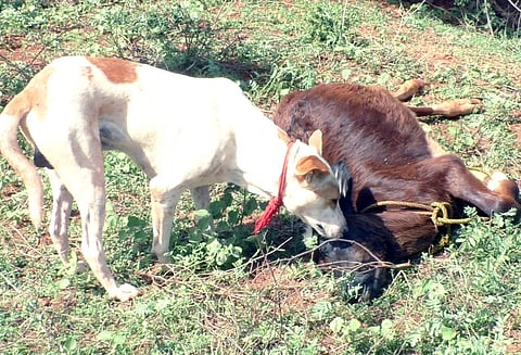 கிணற்றில் தவறி விழுந்து இறந்த கன்றுக்குட்டியின் உடலை எடுக்க விடாமல் பாசப்போராட்டம் நடத்திய நாய்