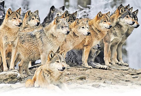 பிரான்ஸ் கிராமங்களில் ஓநாய் பீதி!