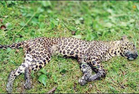 சிங்காரா வனப்பகுதியில் 4 வயது சிறுத்தைப்புலி சாவு