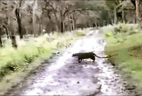 மானை வேட்டையாட முயன்ற சிறுத்தைப்புலி