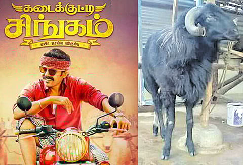 ‘கடைக்குட்டி சிங்கம்’ திரைப்படத்தில் நடித்த ஆடு திருட்டு