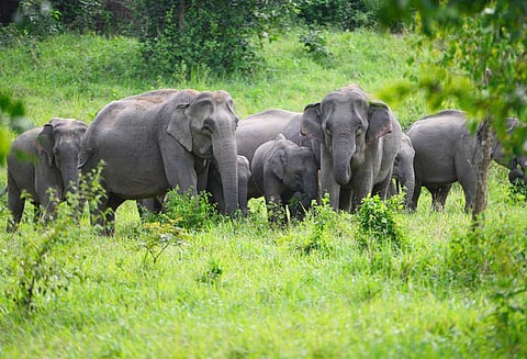 நீலகிரி மாவட்டத்தில் யானைகள் வழித்தடத்தில் உள்ள கட்டிடங்களை இடிக்க வேண்டும்