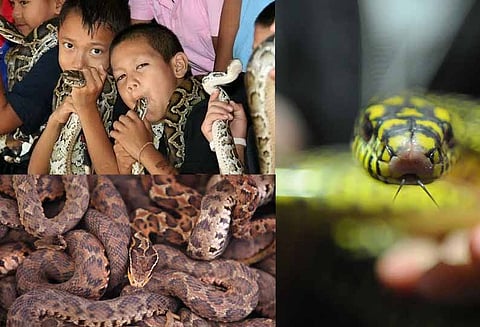 30 லட்சம் பாம்புகளுடன் வாழும் ஒரு வினோத பாம்பு கிராமம்