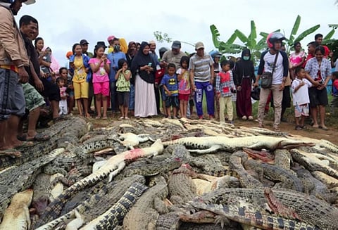 300 முதலைகளை வெட்டிசாய்த்து பழிதீர்த்த கும்பல்