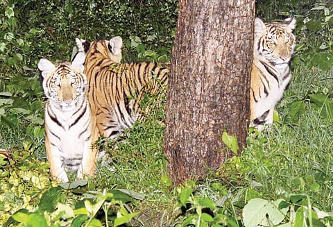 தெப்பக்காடு-மசினகுடி சாலையோரத்தில் 3 குட்டிகளுடன் உலா வந்த புலி