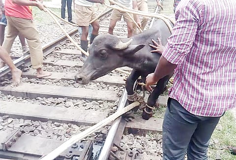 திருச்சியில் ரெயில் வரும் போது தண்டவாளத்தில் இருந்து ஓடிய 3 எருமை மாடுகள் கால்வாயில் தவறி விழுந்தன