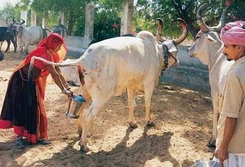 ராஜஸ்தானில் கோமியத்துக்கு ‘டிமாண்ட்’ அதிகரிப்பு; பாலைவிட அதிகமாக விலை, ரூ.30 க்கு விற்பனை!