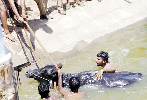 தண்ணீர் அதிகமாக வந்ததால் ஆற்றில் அடித்துச்செல்லப்பட்ட மாடுகள் பொதுமக்கள் மீட்டனர்