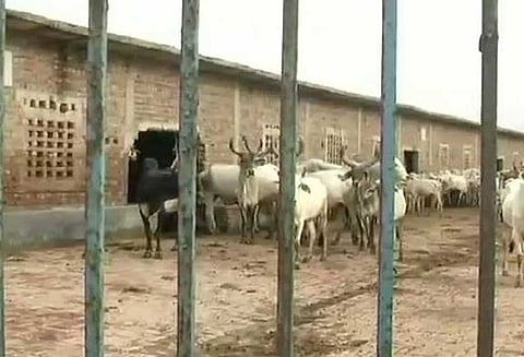 கோசாலையில் 36 பசுக்கள் மர்மமாக உயிரிழப்பு, டெல்லி அரசு விசாரணைக்கு உத்தரவு