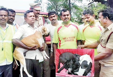 காவிரி ஆற்று வெள்ளத்தில் சிக்கியும் குட்டிகளை விட்டு பிரியாமல் 4 நாட்களாக பாசப்போராட்டம் நடத்திய நாய்