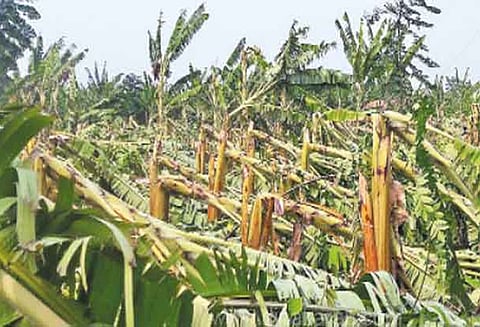 கோபிசெட்டிபாளையம் அருகே சூறாவளி காற்றால் வாழை, தென்னை மரங்கள் சேதம்