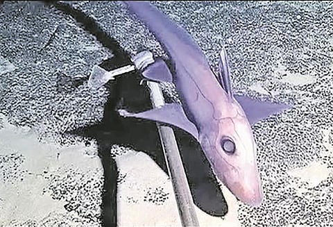 30 புதிய உயிரினங்கள் கண்டுபிடிப்பு!