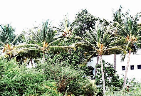 திருச்சி மாநகரை உலுக்கிய சூறைக்காற்று; மரங்கள், பதாகைகள் சாய்ந்தன