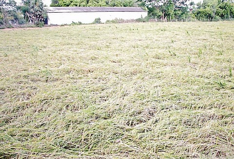 தஞ்சை பகுதியில் பலத்த காற்றினால் நெற்பயிர்கள் சாய்ந்தன