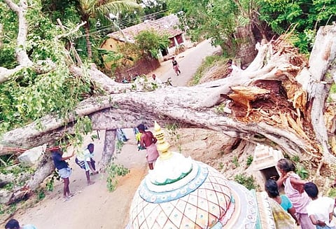 சூறைக்காற்றில் சாய்ந்த மின்கம்பங்களை சீரமைக்கும் பணிக்காக வாடகைக்கு டிராக்டர் எடுத்து வர கூறிய அதிகாரிகள்