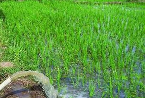 வீணாகும் நீரை பயன்படுத்தி கொள்ள அரசின் காலக்கெடுவுக்கு முன் நெல் நாற்றுகளை நட்ட விவசாயி மீது வழக்கு பதிவு