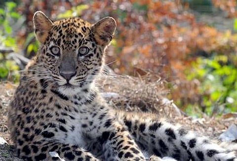 7 வயது சிறுவனை சிறுத்தை கொன்றதை அடுத்து கிராம மக்கள் காட்டிற்கு தீ வைப்பு