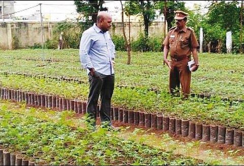 விவசாயிகளுக்கு வழங்க 50 ஆயிரம் மரக்கன்றுகள் தயார்: வனத்துறை ஏற்பாடு