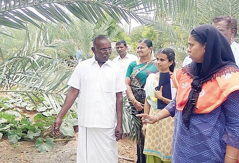 விவசாயியின் பேரீச்சம் மர தோட்டத்தில் கலெக்டர் ஆய்வு