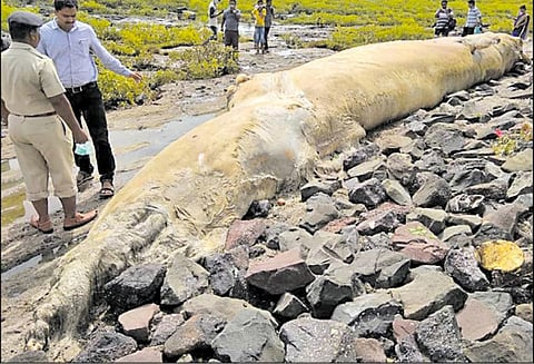 40 அடி நீள ராட்சத திமிங்கலம் செத்து கரை ஒதுங்கியது