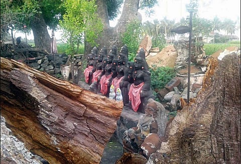 முனியப்பன் கோவிலில் விழுந்த ராட்சத மரம்: ஒன்றரை மாதமாக ஒரே இடத்தில் கிடப்பதால் பக்தர்கள் சிரமம்