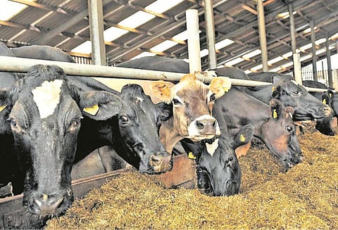 பெண்களுக்கான வேலை வாய்ப்பு (கால்நடை தீவனத்தை பதப்படுத்தி சேமிக்கும் முறை)