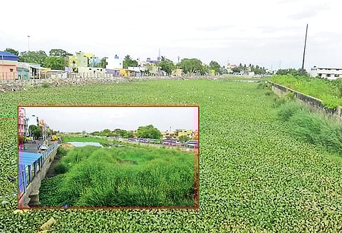 ஆகாயத்தாமரைகள், கோரைப்புற்கள் வளர்ந்து உள்ளதால் கால்வாயை தூர்வார பொதுமக்கள் கோரிக்கை