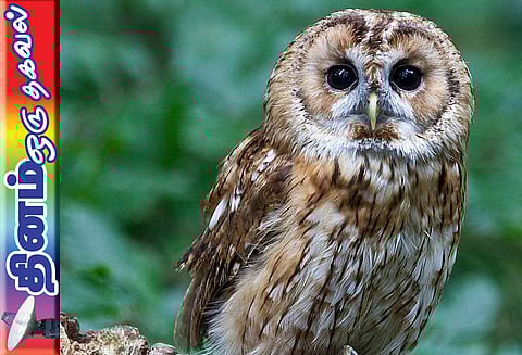 தினம் ஒரு தகவல் : ஆந்தைகளால் ஏற்படும் நன்மைகள்