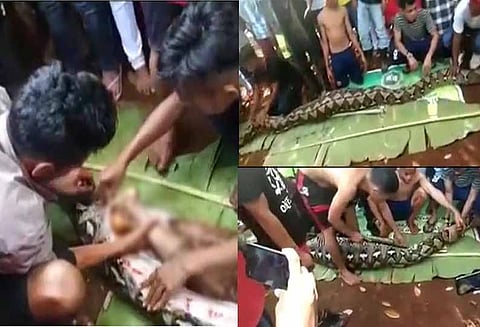 மலைப்பாம்புக்குள் இளம்பெண்ணின் உடல்! மனிதரை எப்படி விழுங்குகிறது