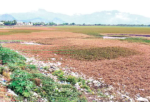 குளத்தை பொலிவுப்படுத்த ரூ.6½ கோடியில் திட்டம் பொதுப்பணித்துறையினர் தகவல்