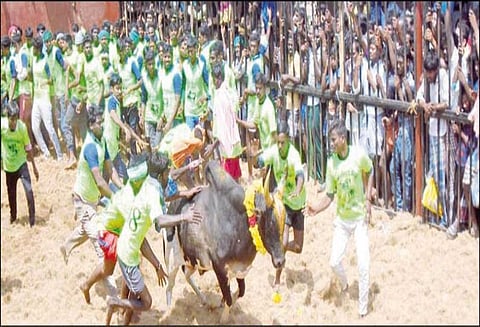 திருமானூரில் ஜல்லிக்கட்டு; 7 பேர் காயம்