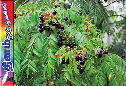 கறிவேப்பிலையை அப்படியே சாப்பிடுவது ஆரோக்கியம்