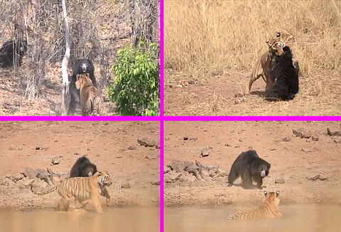 புலியிடம் இருந்து குட்டியை காப்பதற்காக ஆக்ரோசமுடன் சண்டை போட்ட தாய் கரடி