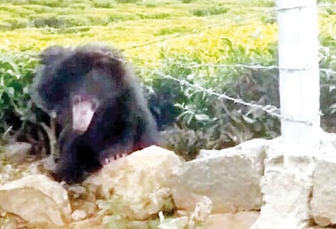 கோத்தகிரி அருகே தோட்டத்தின் முள்வேலி கம்பியில் சிக்கித் தவித்த கரடி