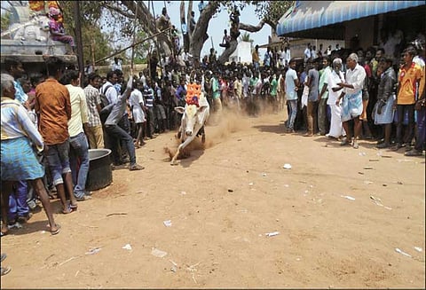 பள்ளிகொண்டாவில் காளை விடும் திருவிழா