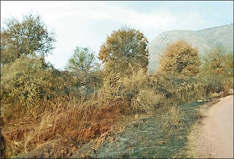 கம்பத்தில் வனப்பகுதியில் தீ வைக்கும் மர்ம நபர்கள்