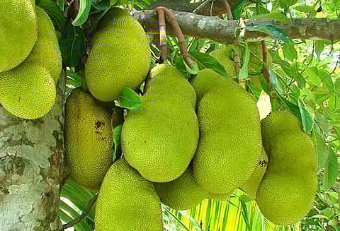 கேரளாவின் மாநில பழமாக அறிவிக்கப்படுகிறது பலாப்பழம்