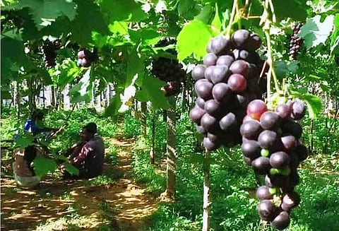 கம்பம் பள்ளத்தாக்கு பகுதியில் கொளுத்தும் வெயிலில் இருந்து திராட்சையை பாதுகாப்பது எப்படி? விஞ்ஞானிகள் விளக்கம்