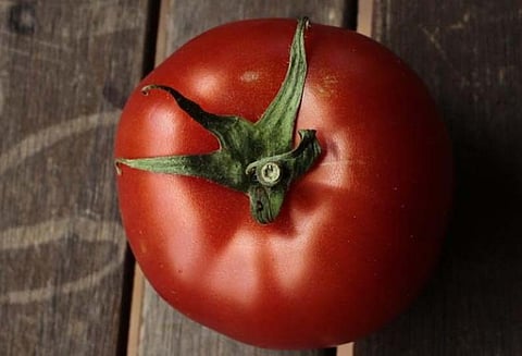 சமூக ஊடகங்களில் வைரலாகும் வேற்று கிரக தக்காளி