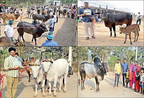 திருப்பூரில் காங்கேயம் இன கால்நடை திருவிழா