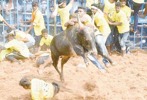 தொண்டைமான்நல்லூரில் ஜல்லிக்கட்டு: 1,028 காளைகள் களத்தில் சீறிப்பாய்ந்தன 16 பேர் காயம்