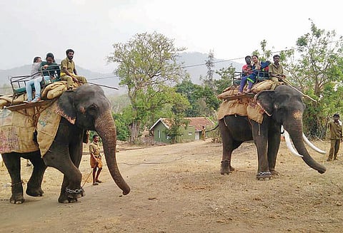 முதுமலையில் யானை சவாரி மீண்டும் தொடங்கியது