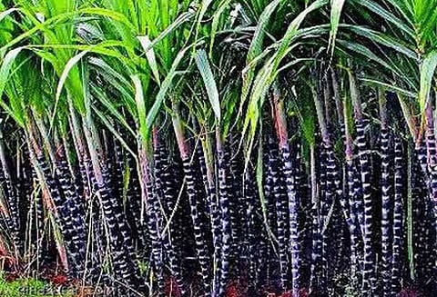 கரும்பு விவசாயிகளுக்கு மத்திய அரசு நிதி உதவி டன்னுக்கு ரூ.55 நேரடியாக வழங்கப்படும்