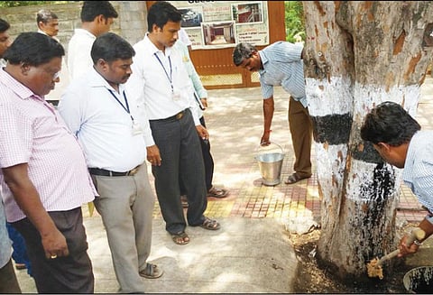 கிரிவலப் பாதையில் உள்ள மரங்களை ஆசிட் ஊற்றி அழிப்பதாக மீண்டும் வதந்தி அதிகாரிகள் நேரில் ஆய்வு