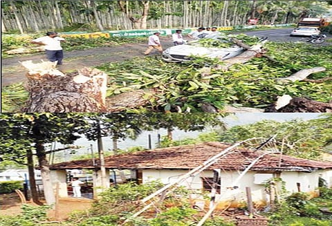 மேட்டுப்பாளையம் பகுதியில் சூறாவளி காற்றுடன் பலத்த மழை; மரங்கள் சாய்ந்தன