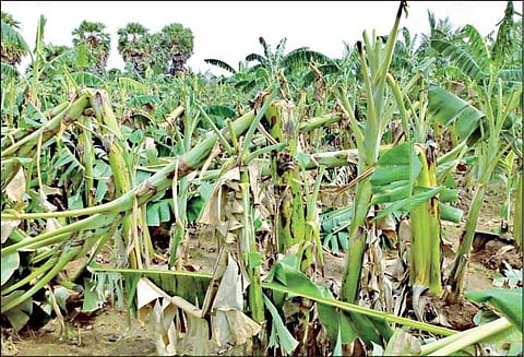 ஒரே நாளில் 224 மி.மீ. மழை; பலத்த காற்றுக்கு வாழைகள் சேதம்