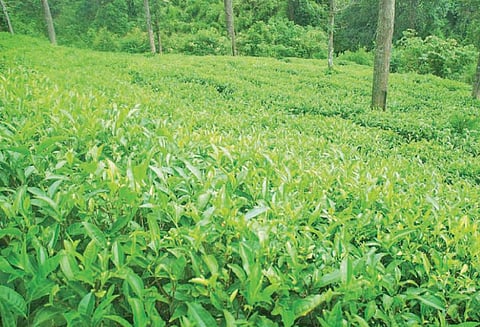 கூடலூர் பகுதியில் தொடர் மழையால் தேயிலை விளைச்சல் அதிகரிக்க வாய்ப்பு, விவசாயிகள் மகிழ்ச்சி